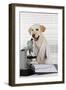 Yellow Labrador Wearing Lab Coat with Microscope-null-Framed Photographic Print