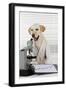 Yellow Labrador Wearing Lab Coat with Microscope-null-Framed Photographic Print