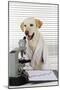 Yellow Labrador Wearing Lab Coat with Microscope-null-Mounted Photographic Print