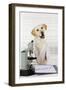 Yellow Labrador Wearing Lab Coat with Microscope-null-Framed Photographic Print