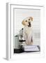 Yellow Labrador Wearing Lab Coat with Microscope-null-Framed Photographic Print