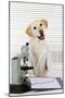 Yellow Labrador Wearing Lab Coat with Microscope-null-Mounted Photographic Print