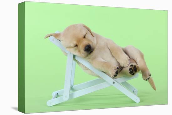 Yellow Labrdaor Puppy Lying in Deckchair-null-Stretched Canvas