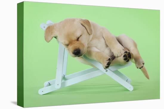 Yellow Labrdaor Puppy Lying in Deckchair-null-Stretched Canvas