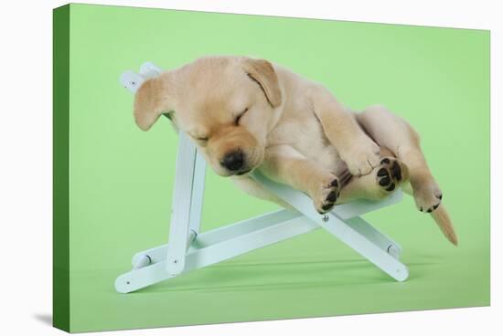 Yellow Labrdaor Puppy Lying in Deckchair-null-Stretched Canvas