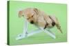 Yellow Labrdaor Puppy Lying in Deckchair-null-Stretched Canvas