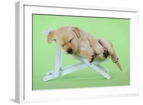 Yellow Labrdaor Puppy Lying in Deckchair-null-Framed Photographic Print