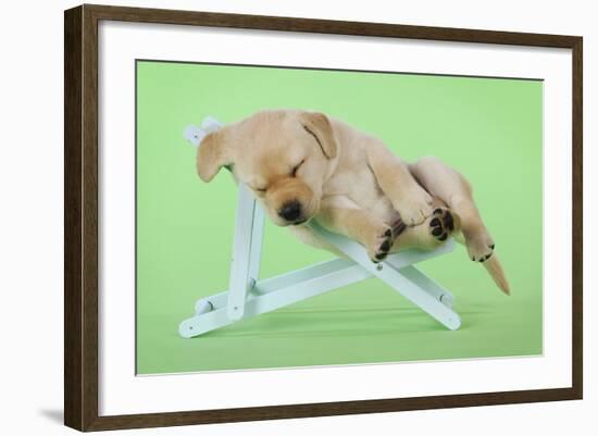 Yellow Labrdaor Puppy Lying in Deckchair-null-Framed Photographic Print