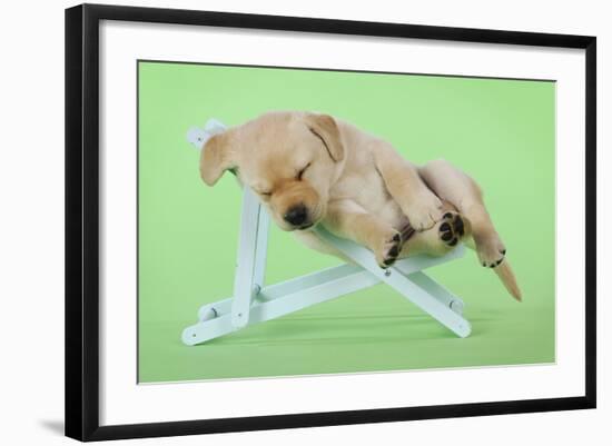 Yellow Labrdaor Puppy Lying in Deckchair-null-Framed Photographic Print