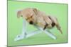 Yellow Labrdaor Puppy Lying in Deckchair-null-Mounted Photographic Print