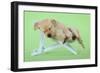 Yellow Labrdaor Puppy Lying in Deckchair-null-Framed Photographic Print