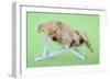 Yellow Labrdaor Puppy Lying in Deckchair-null-Framed Photographic Print