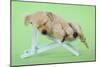 Yellow Labrdaor Puppy Lying in Deckchair-null-Mounted Photographic Print