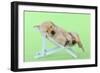 Yellow Labrdaor Puppy Lying in Deckchair-null-Framed Photographic Print