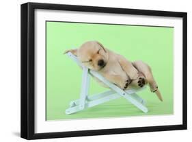 Yellow Labrdaor Puppy Lying in Deckchair-null-Framed Photographic Print