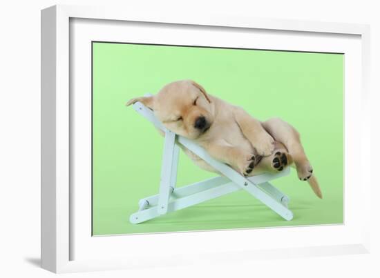 Yellow Labrdaor Puppy Lying in Deckchair-null-Framed Photographic Print