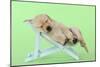 Yellow Labrdaor Puppy Lying in Deckchair-null-Mounted Photographic Print