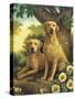 Yellow Labs-Dan Craig-Stretched Canvas
