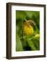 Yellow Lady'S-Slipper (Cypripedium Calceolus) Growing in Deciduous Forest, Michigan, USA-Lynn M^ Stone-Framed Photographic Print