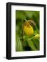 Yellow Lady'S-Slipper (Cypripedium Calceolus) Growing in Deciduous Forest, Michigan, USA-Lynn M^ Stone-Framed Photographic Print