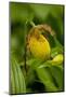 Yellow Lady'S-Slipper (Cypripedium Calceolus) Growing in Deciduous Forest, Michigan, USA-Lynn M^ Stone-Mounted Photographic Print