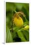 Yellow Lady'S-Slipper (Cypripedium Calceolus) Growing in Deciduous Forest, Michigan, USA-Lynn M^ Stone-Framed Photographic Print