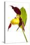 Yellow Lady?S Slipper Orchid (Cypripedium Calceolus) Flower, Queyras Natura-Benvie-Stretched Canvas