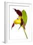 Yellow Lady?S Slipper Orchid (Cypripedium Calceolus) Flower, Queyras Natura-Benvie-Framed Photographic Print