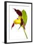 Yellow Lady?S Slipper Orchid (Cypripedium Calceolus) Flower, Queyras Natura-Benvie-Framed Photographic Print