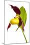 Yellow Lady?S Slipper Orchid (Cypripedium Calceolus) Flower, Queyras Natura-Benvie-Mounted Photographic Print