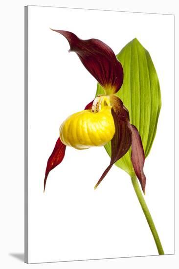 Yellow Lady?S Slipper Orchid (Cypripedium Calceolus) Flower, Queyras Natura-Benvie-Stretched Canvas