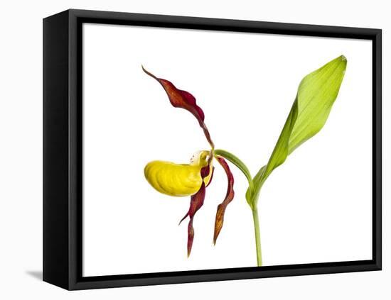 Yellow Lady’S Slipper Orchid (Cypripedium Calceolus) in Flower, France, May 2009-Benvie-Framed Stretched Canvas