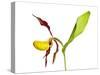 Yellow Lady’S Slipper Orchid (Cypripedium Calceolus) in Flower, France, May 2009-Benvie-Stretched Canvas