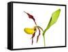 Yellow Lady’S Slipper Orchid (Cypripedium Calceolus) in Flower, France, May 2009-Benvie-Framed Stretched Canvas