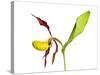 Yellow Lady’S Slipper Orchid (Cypripedium Calceolus) in Flower, France, May 2009-Benvie-Stretched Canvas