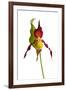 Yellow Lady?S Slipper Orchid (Cypripedium Calceolus) in Flower, France, May 2009-Benvie-Framed Photographic Print