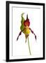 Yellow Lady?S Slipper Orchid (Cypripedium Calceolus) in Flower, France, May 2009-Benvie-Framed Photographic Print