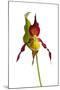 Yellow Lady?S Slipper Orchid (Cypripedium Calceolus) in Flower, France, May 2009-Benvie-Mounted Photographic Print