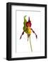 Yellow Lady?S Slipper Orchid (Cypripedium Calceolus) in Flower, France, May 2009-Benvie-Framed Photographic Print