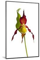 Yellow Lady?S Slipper Orchid (Cypripedium Calceolus) in Flower, France, May 2009-Benvie-Mounted Photographic Print