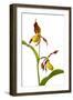 Yellow Lady?S Slipper Orchid (Cypripedium Calceolus) in Flower, France, May 2009-Benvie-Framed Photographic Print