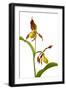 Yellow Lady?S Slipper Orchid (Cypripedium Calceolus) in Flower, France, May 2009-Benvie-Framed Photographic Print