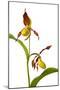 Yellow Lady?S Slipper Orchid (Cypripedium Calceolus) in Flower, France, May 2009-Benvie-Mounted Photographic Print