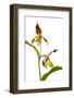 Yellow Lady?S Slipper Orchid (Cypripedium Calceolus) in Flower, France, May 2009-Benvie-Framed Photographic Print