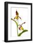 Yellow Lady?S Slipper Orchid (Cypripedium Calceolus) in Flower, France, May 2009-Benvie-Framed Photographic Print