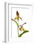 Yellow Lady?S Slipper Orchid (Cypripedium Calceolus) in Flower, France, May 2009-Benvie-Framed Photographic Print