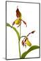 Yellow Lady?S Slipper Orchid (Cypripedium Calceolus) in Flower, France, May 2009-Benvie-Mounted Photographic Print