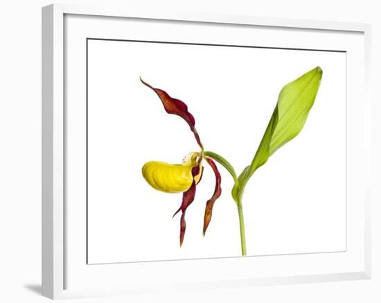 Yellow Lady’S Slipper Orchid (Cypripedium Calceolus) in Flower, France, May 2009-Benvie-Framed Photographic Print