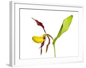 Yellow Lady’S Slipper Orchid (Cypripedium Calceolus) in Flower, France, May 2009-Benvie-Framed Photographic Print