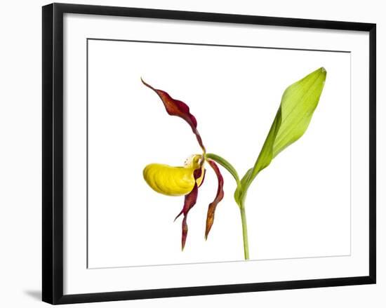 Yellow Lady’S Slipper Orchid (Cypripedium Calceolus) in Flower, France, May 2009-Benvie-Framed Photographic Print